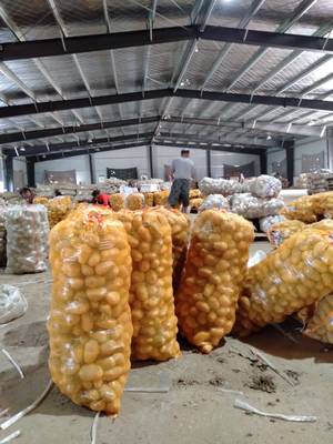 荷蘭15號土豆批發 優良品質，超值價格